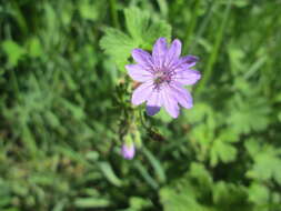 Image of hedgerow geranium