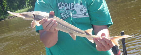 Image of Sand Sturgeon