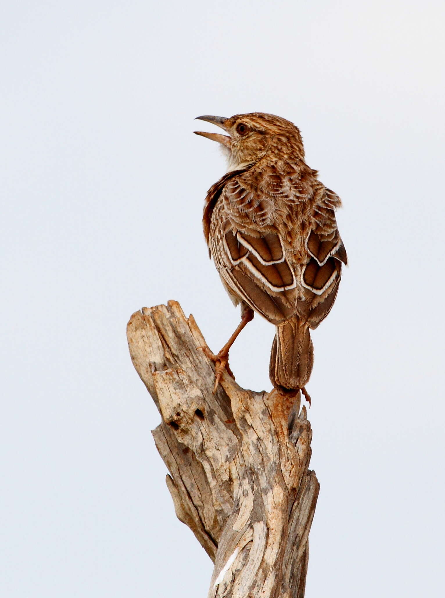 Image of Rufous-naped Lark