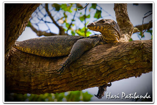 Image of monitor lizards