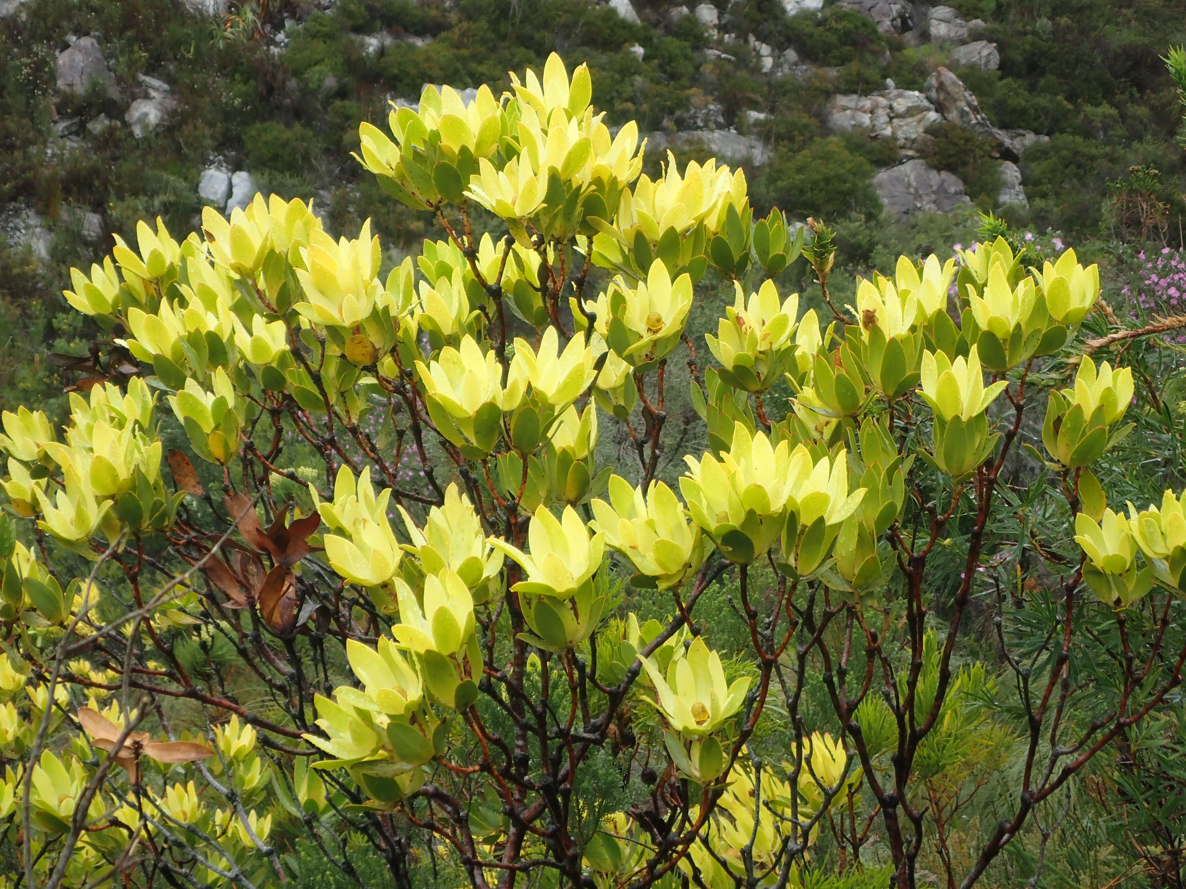 Image of Leucadendron gandogeri Schinz ex Gand.