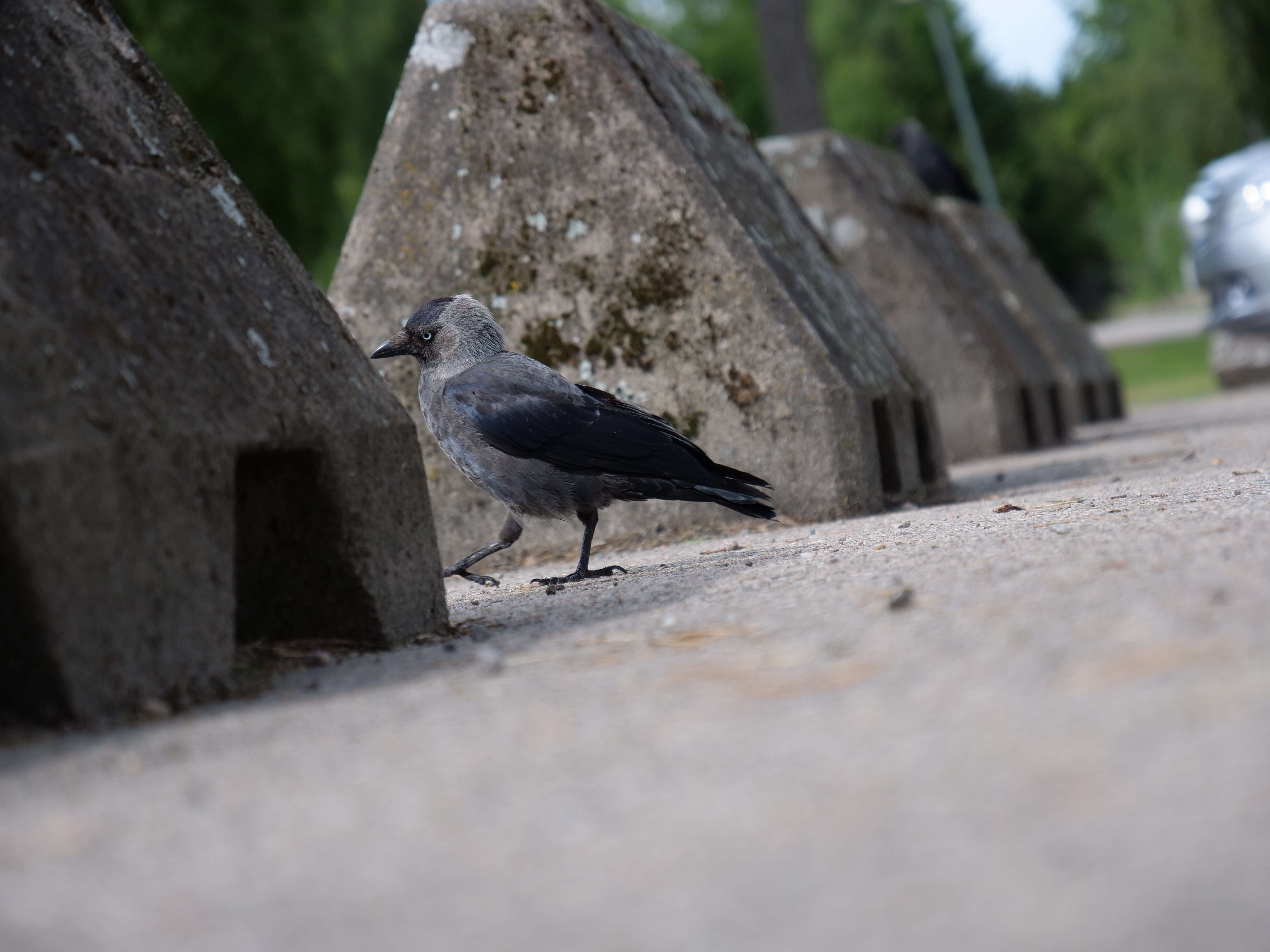 Image of Eurasian Jackdaw