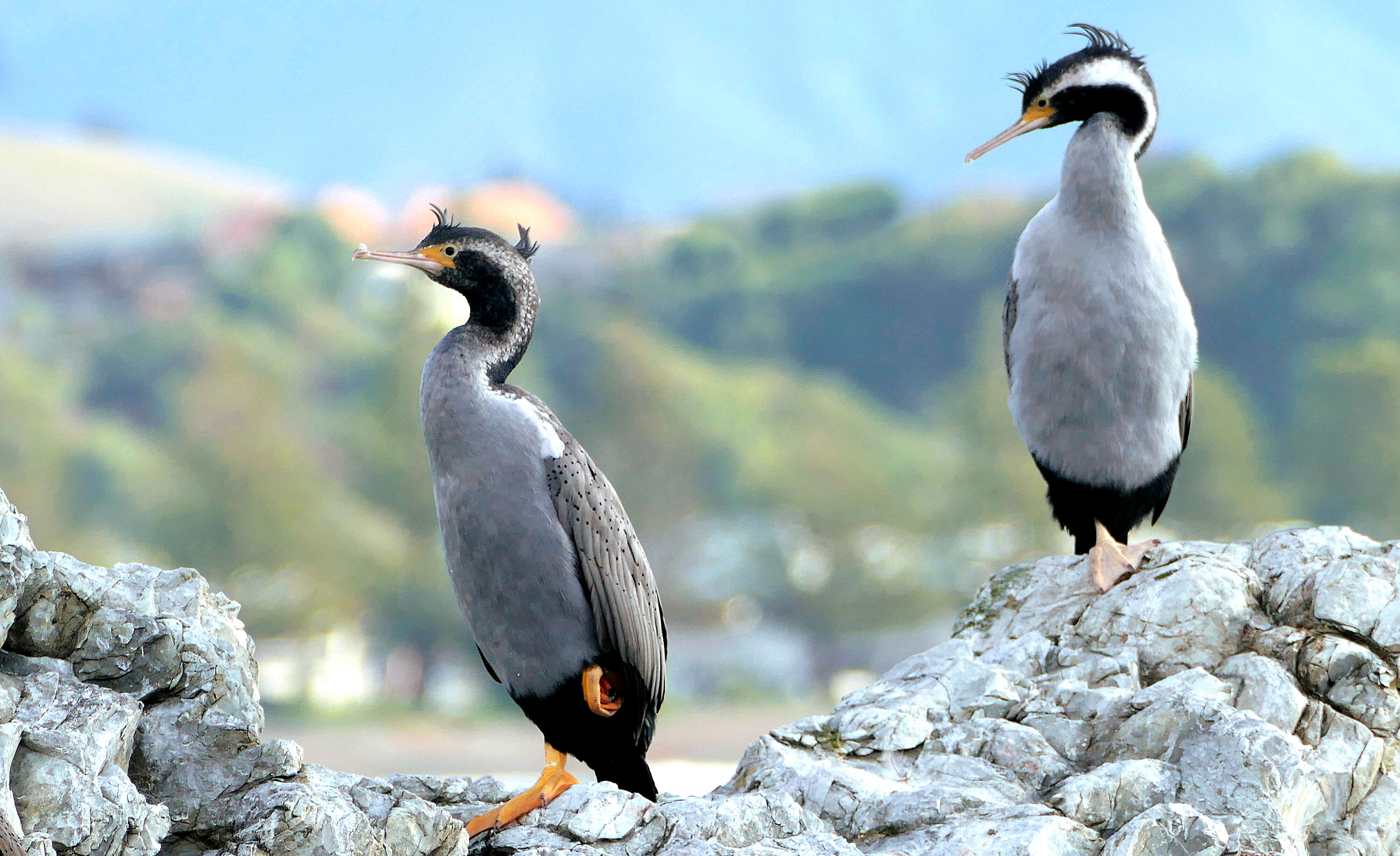 Image of Spotted Shag