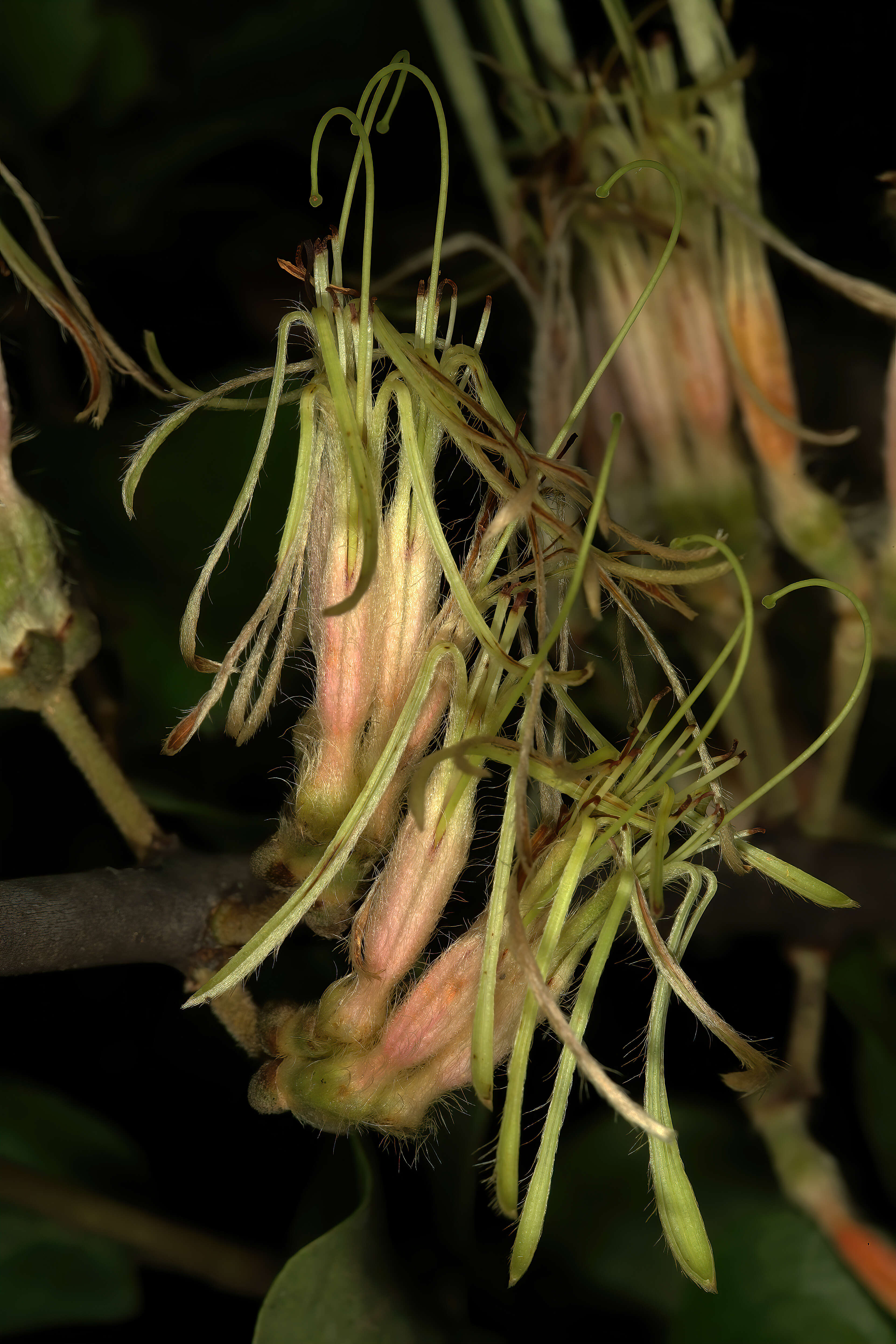 Image of Erianthemum dregei (Eckl. & Zeyh.) van Tiegh.