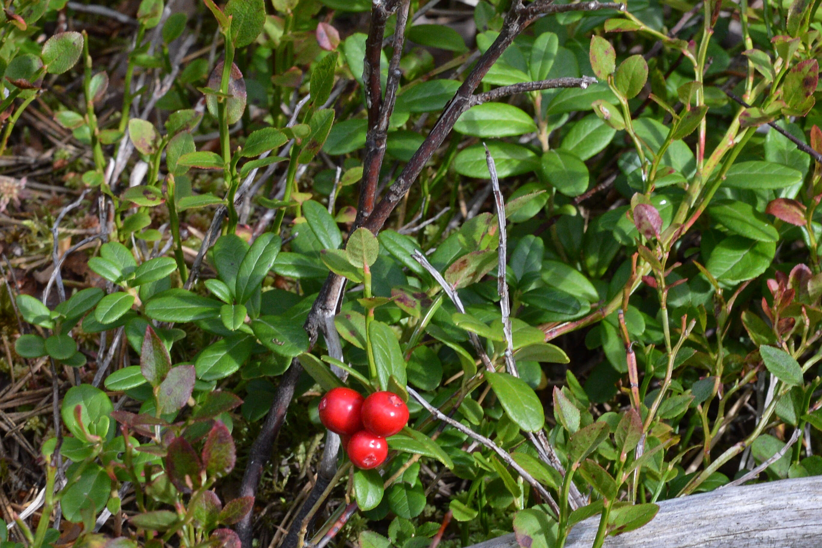 Image of lingonberry
