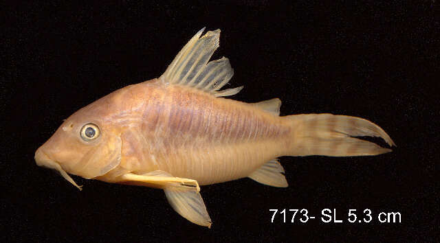 Image of Corydoras seussi Dinkelmeyer 1996