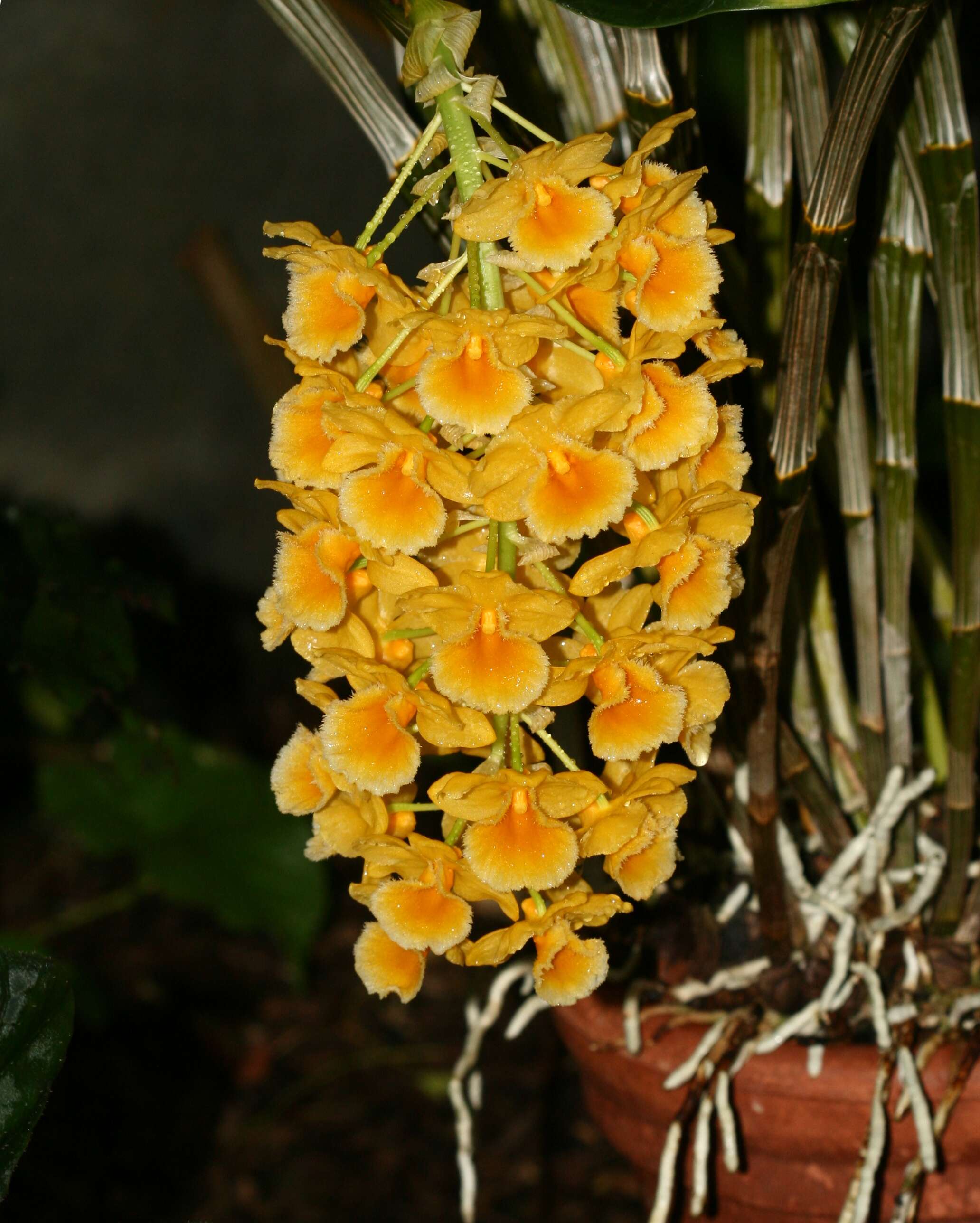 Imagem de Dendrobium densiflorum Lindl.