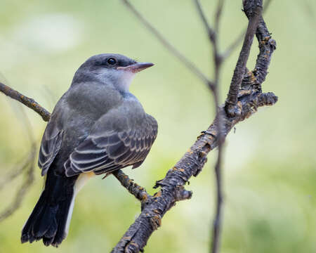 Image of Western Kingbird