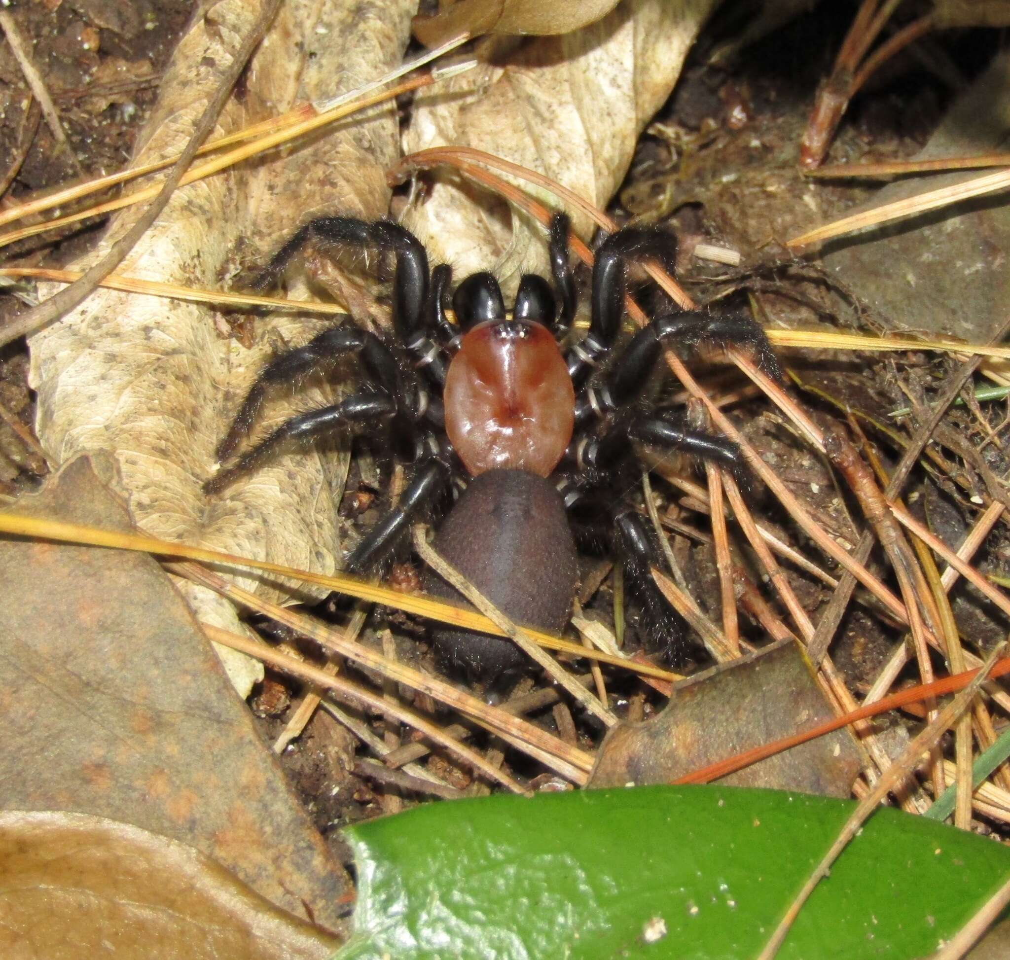 Image of Black tunnelweb