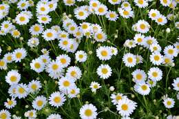 Anthemis arvensis L. resmi