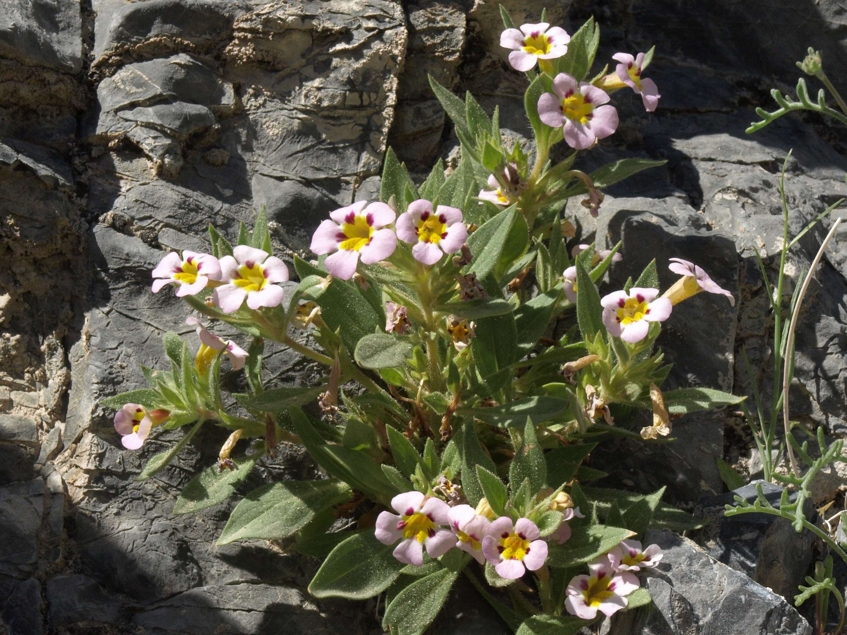 Image of Death Valley monkeyflower