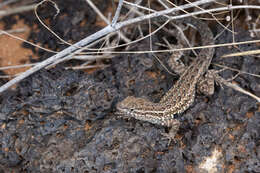 Image of common side-blotched lizard