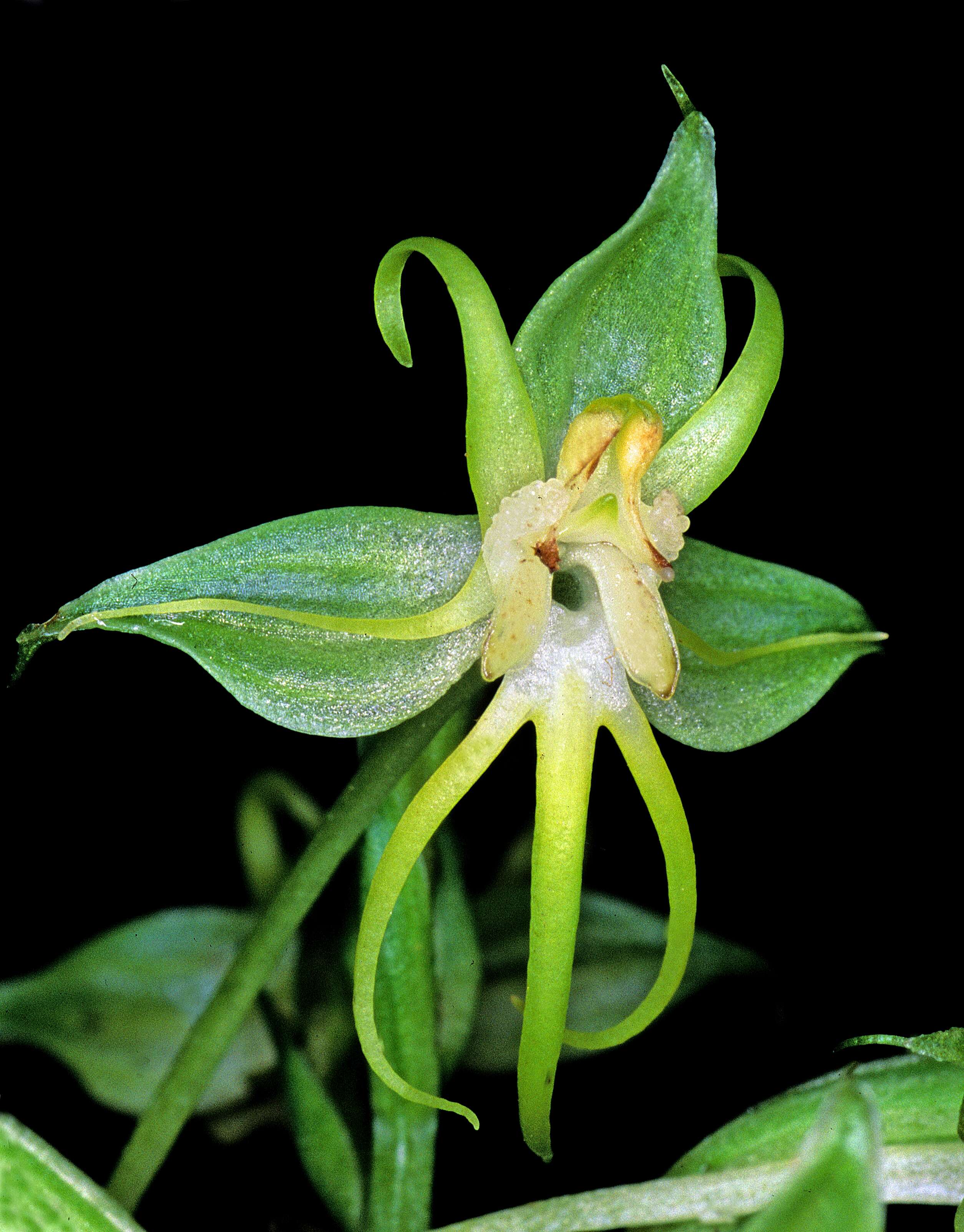 Слика од Habenaria amplifolia Cheeseman