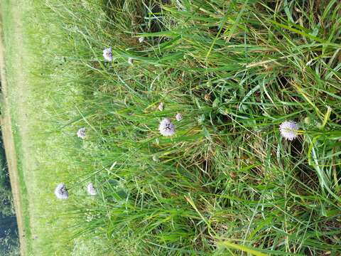 Image of Devil’s Bit Scabious