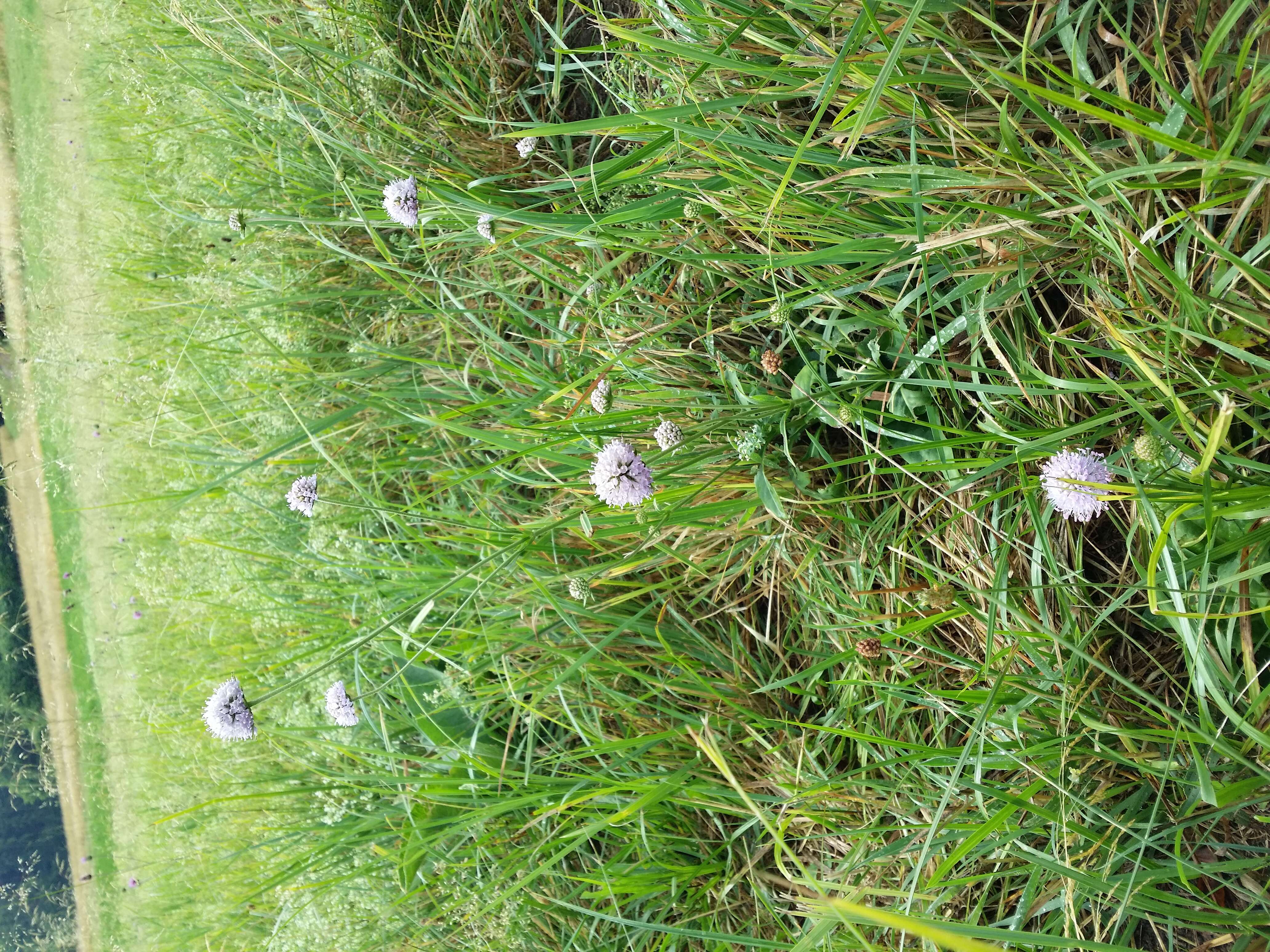 Image of Devil’s Bit Scabious