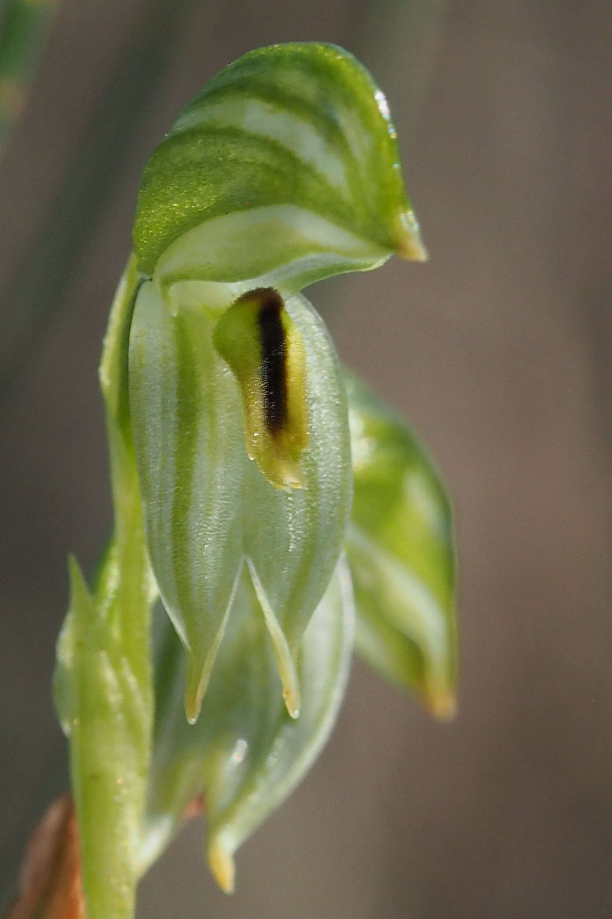 Image of Smooth leafy greenhood