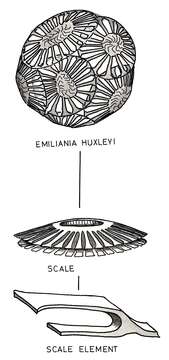 Image de Emiliania huxleyi