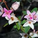 Image of Boronia grimshawii Duretto