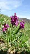 Image of Elder-flowered orchid