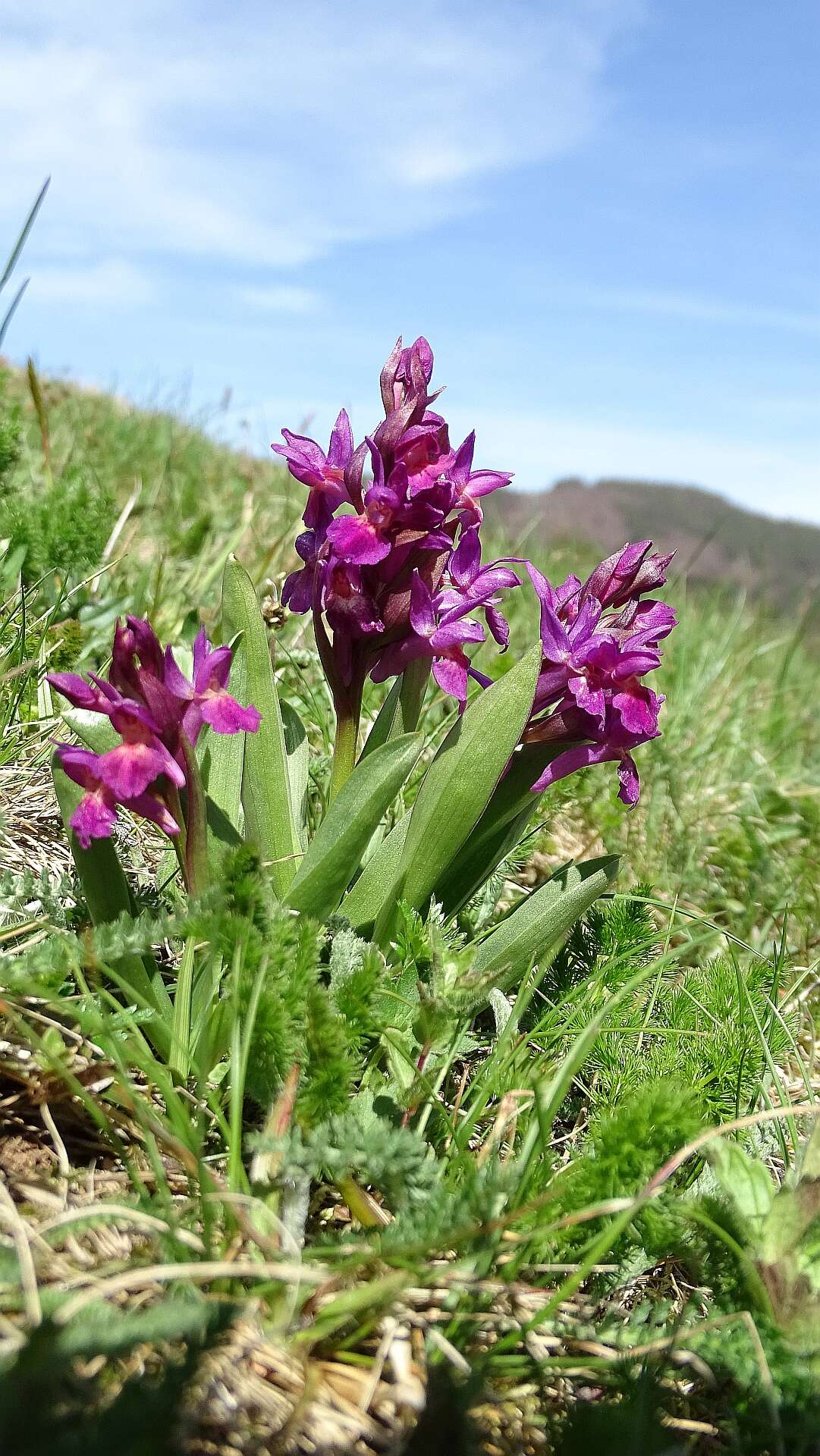 Image of Elder-flowered orchid