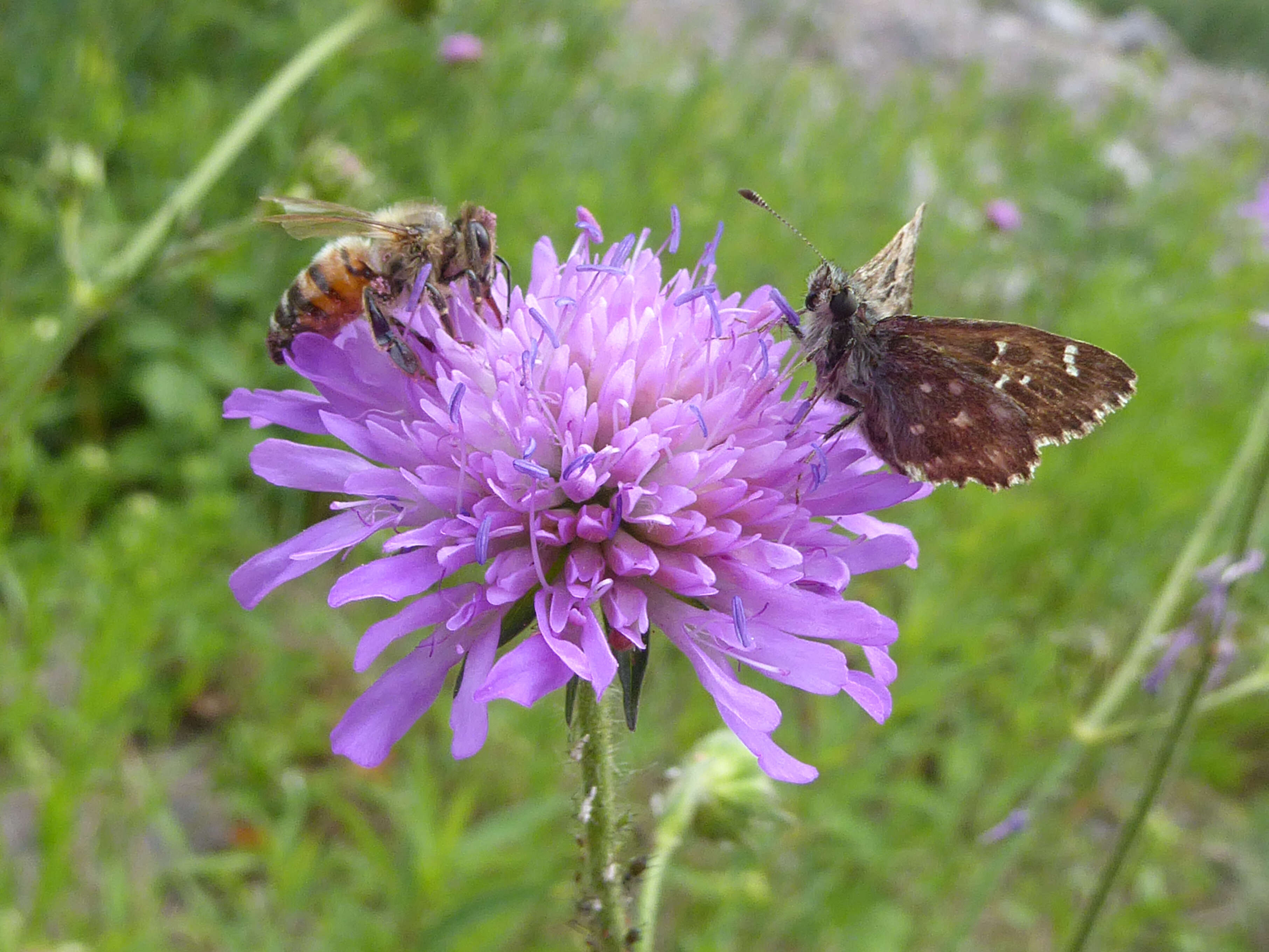 Image of Mallow Skipper