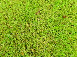 Image of square goose neck moss