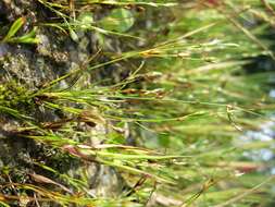 Imagem de Juncus bufonius L.