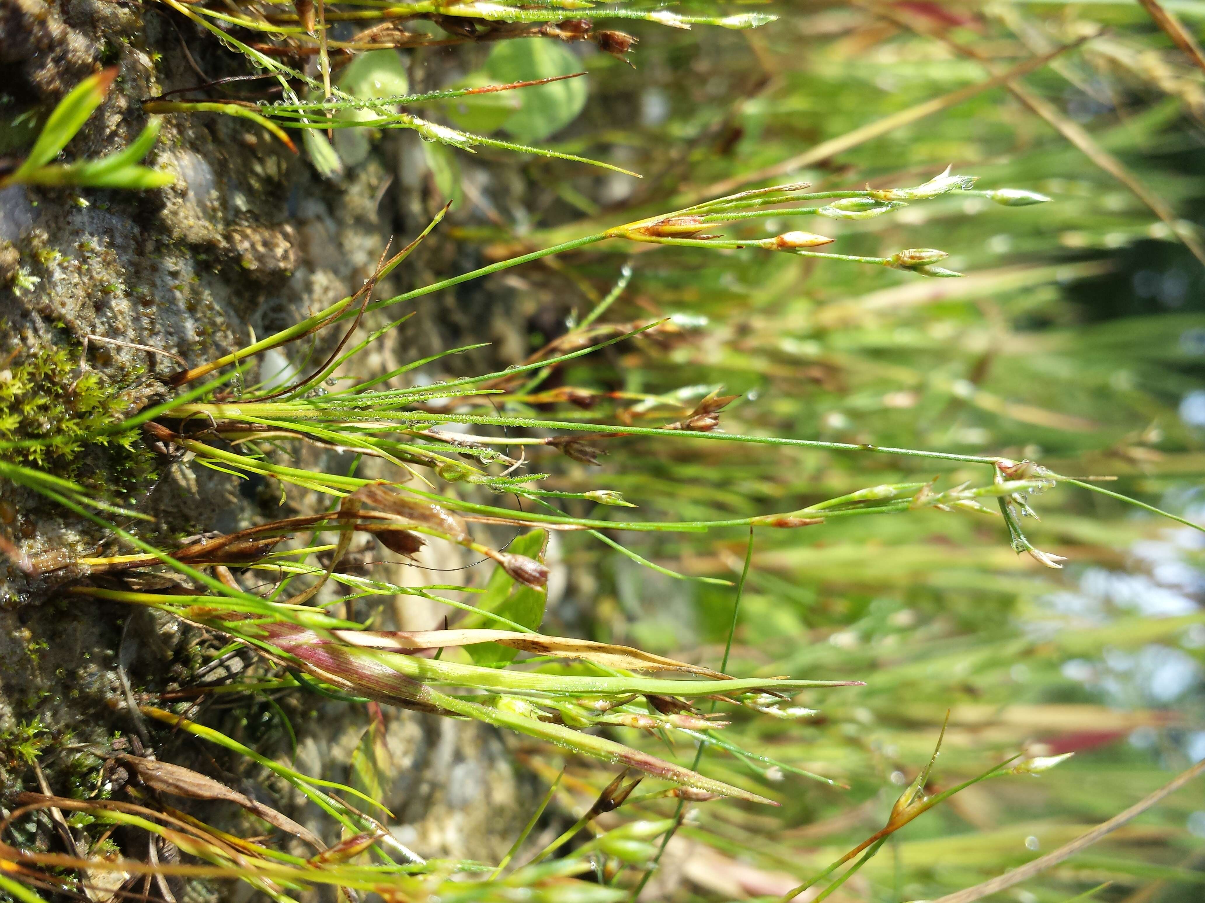 Imagem de Juncus bufonius L.