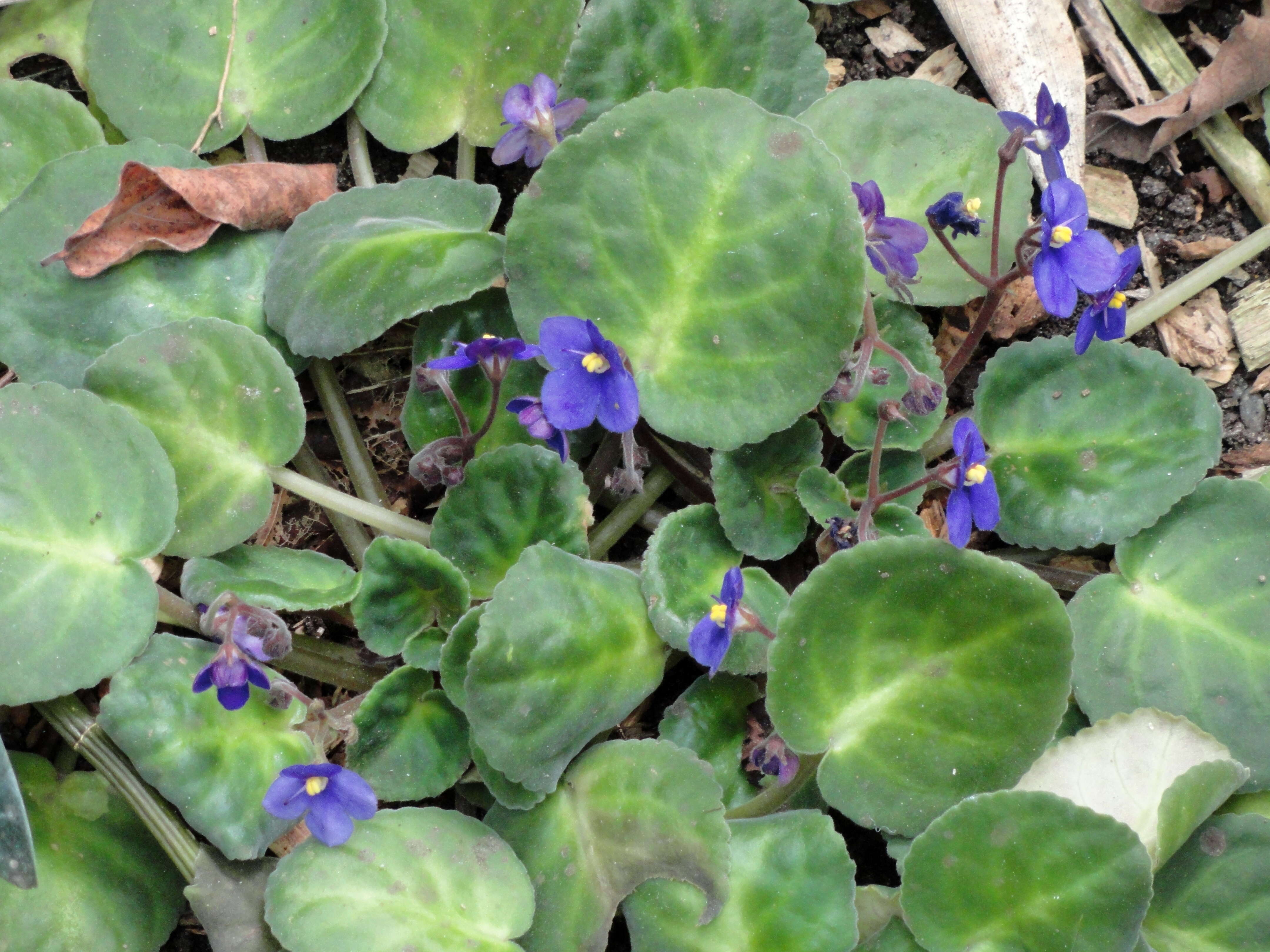 Sivun Streptocarpus brevipilosus kuva