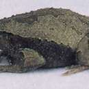 Image of Philippine Narrowmouth Toad