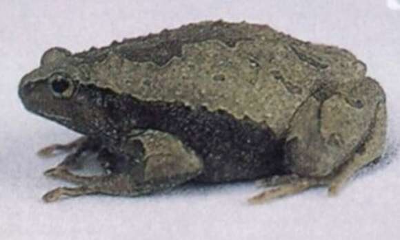 Image of Philippine Narrowmouth Toad