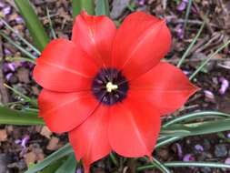 Image of Tulipa linifolia Regel