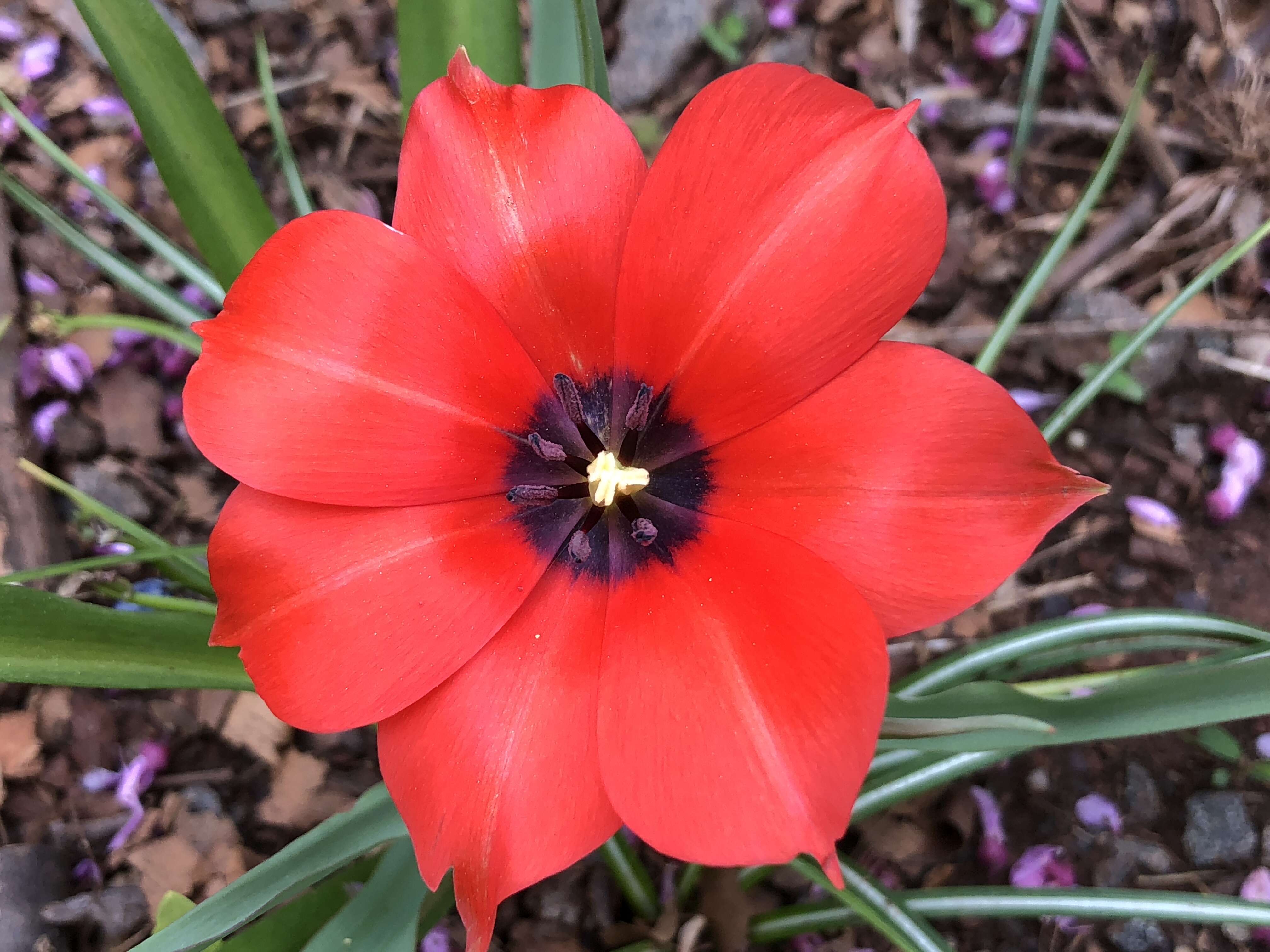 Image of Tulipa linifolia Regel