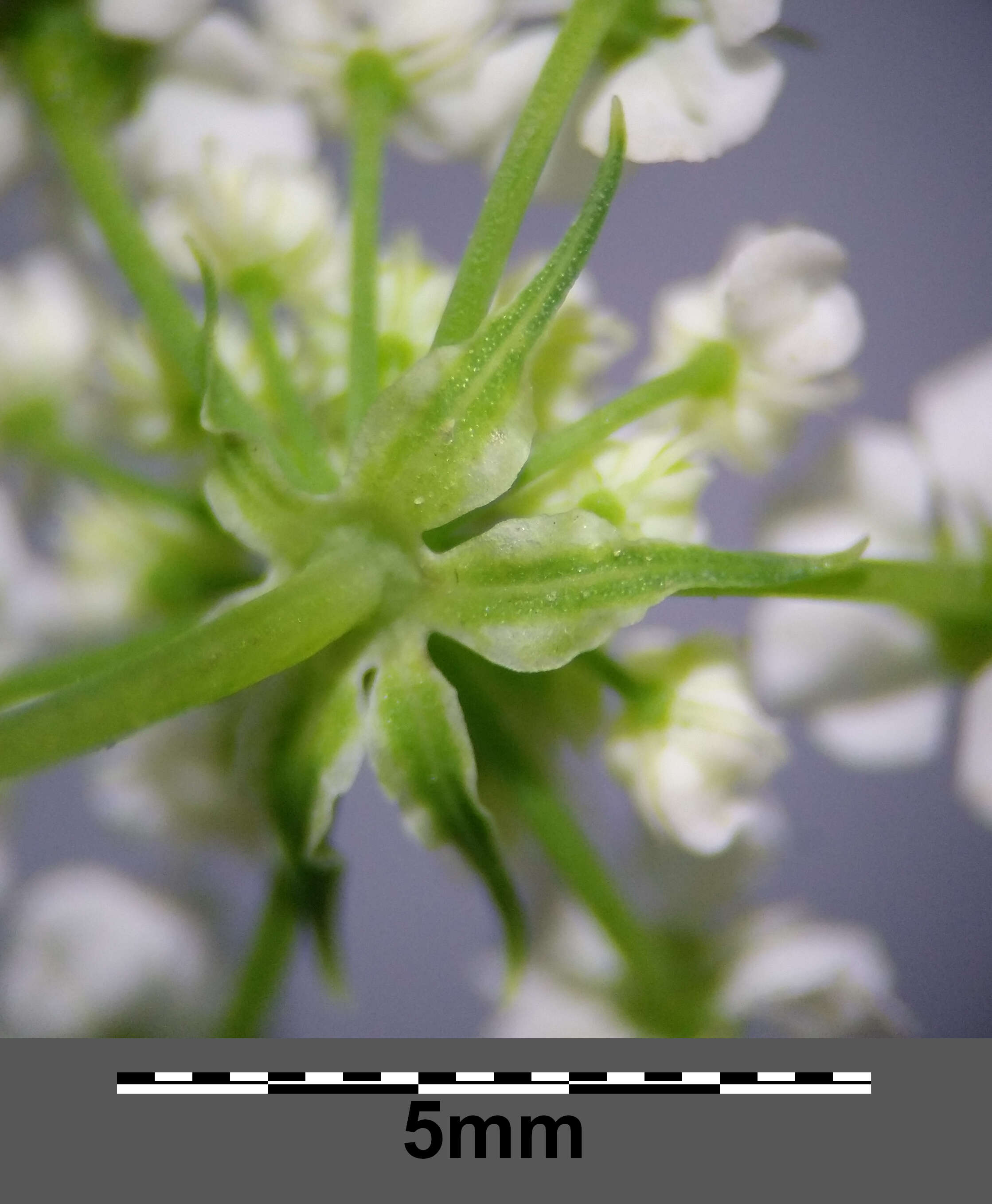 Image of bulbous chervil