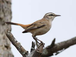 Image of Kalahari Scrub Robin