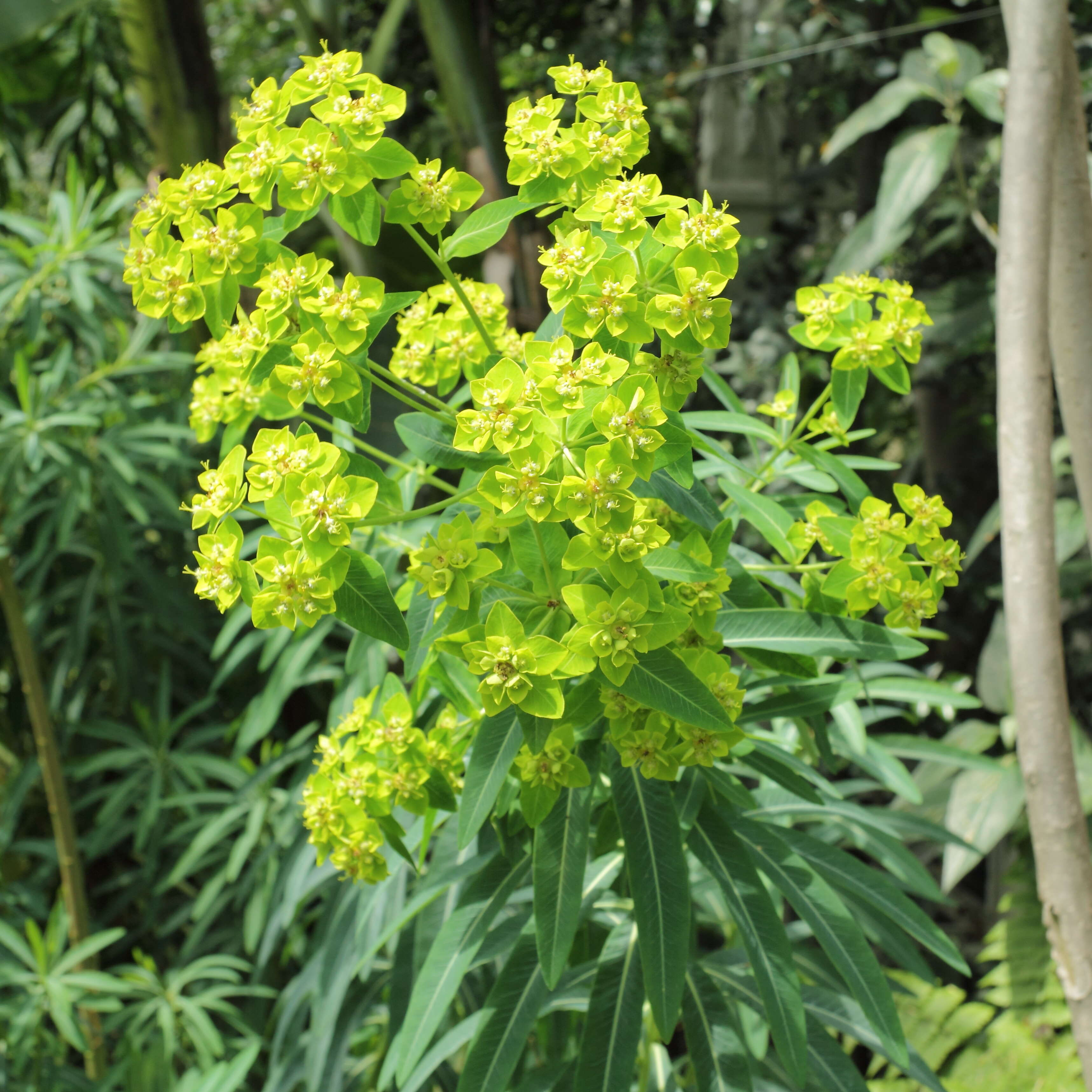Sivun Euphorbia azorica Hochst. kuva