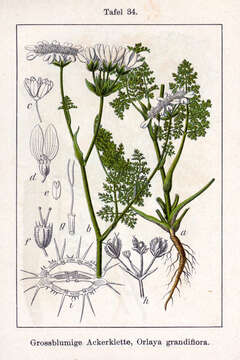 Orlaya grandiflora (L.) Hoffm. resmi