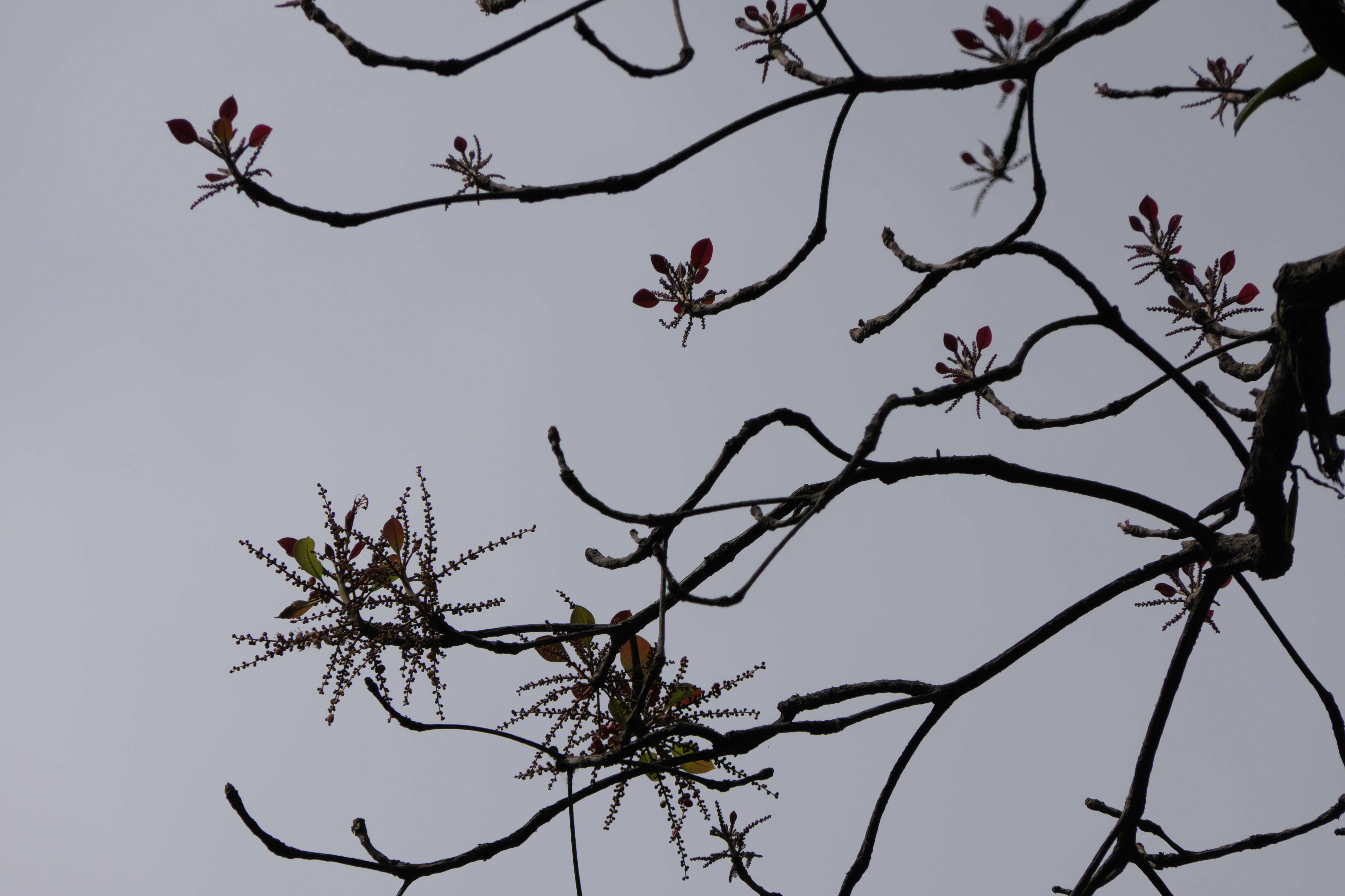 Image de Terminalia bellirica (Gaertn.) Roxb.