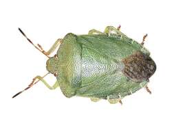 Image of Green shield bug