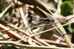 Image of blue marsh hawk