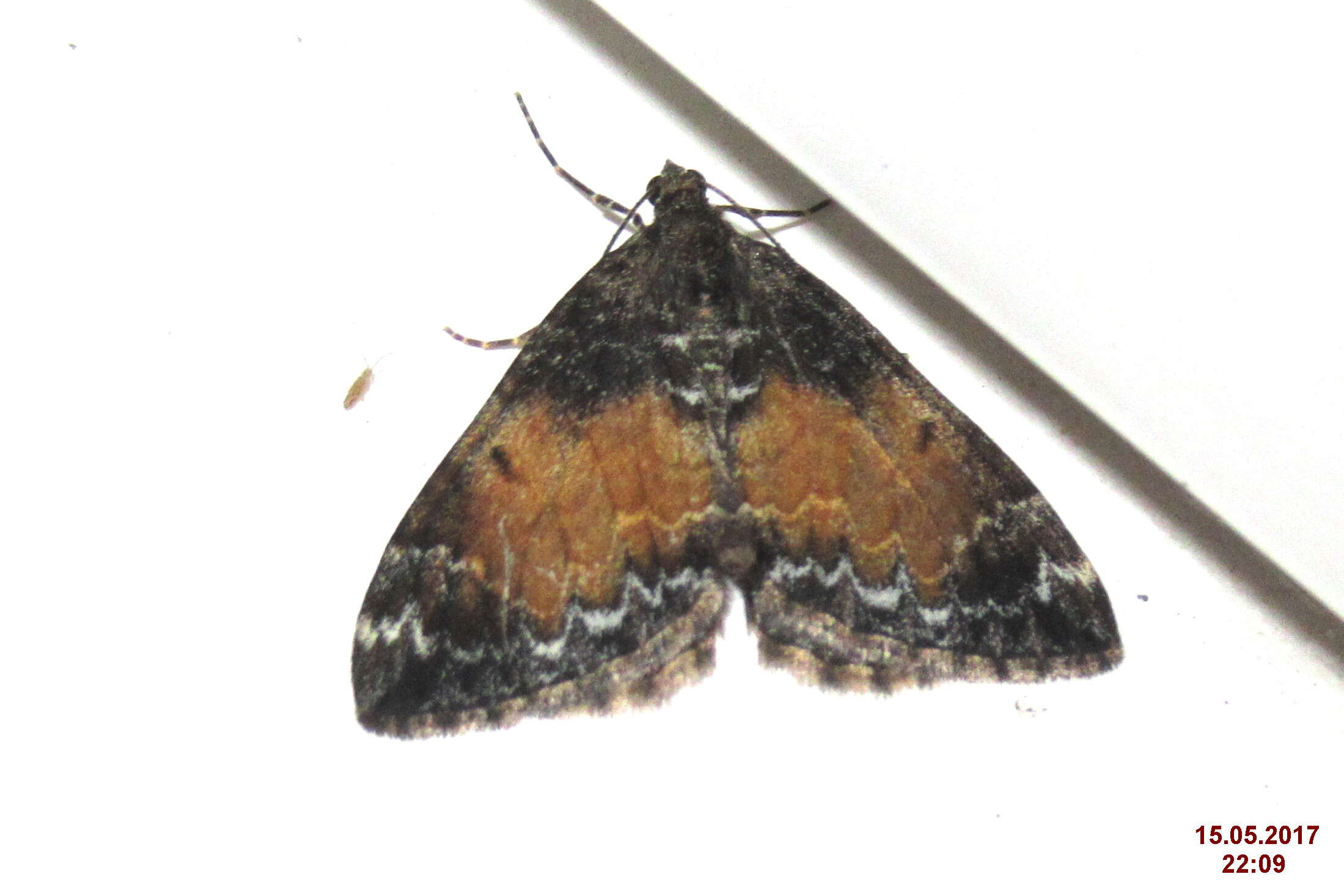 Image of common marbled carpet