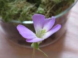 Imagem de Pinguicula esseriana B. Kirchner