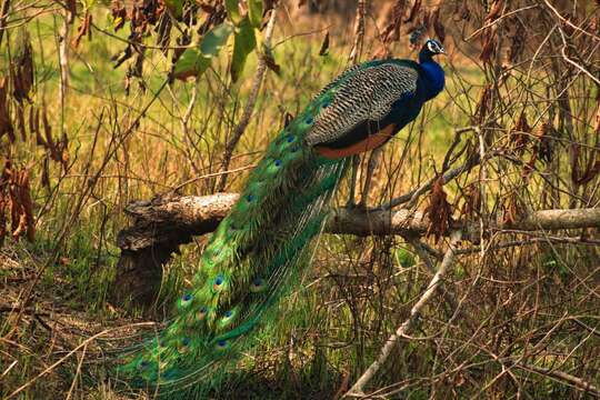 Image of Asiatic peafowl