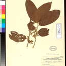 Image of Alangium javanicum (Blume) Wangerin