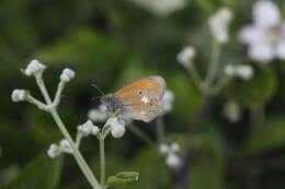 Image of Coenonympha glycerion