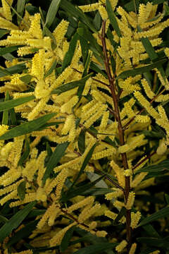 Plancia ëd Acacia longifolia (Andrews) Willd.