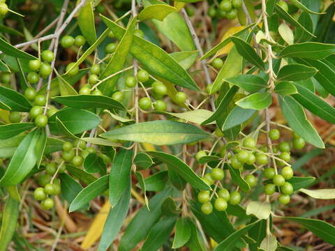 Image of olive tree