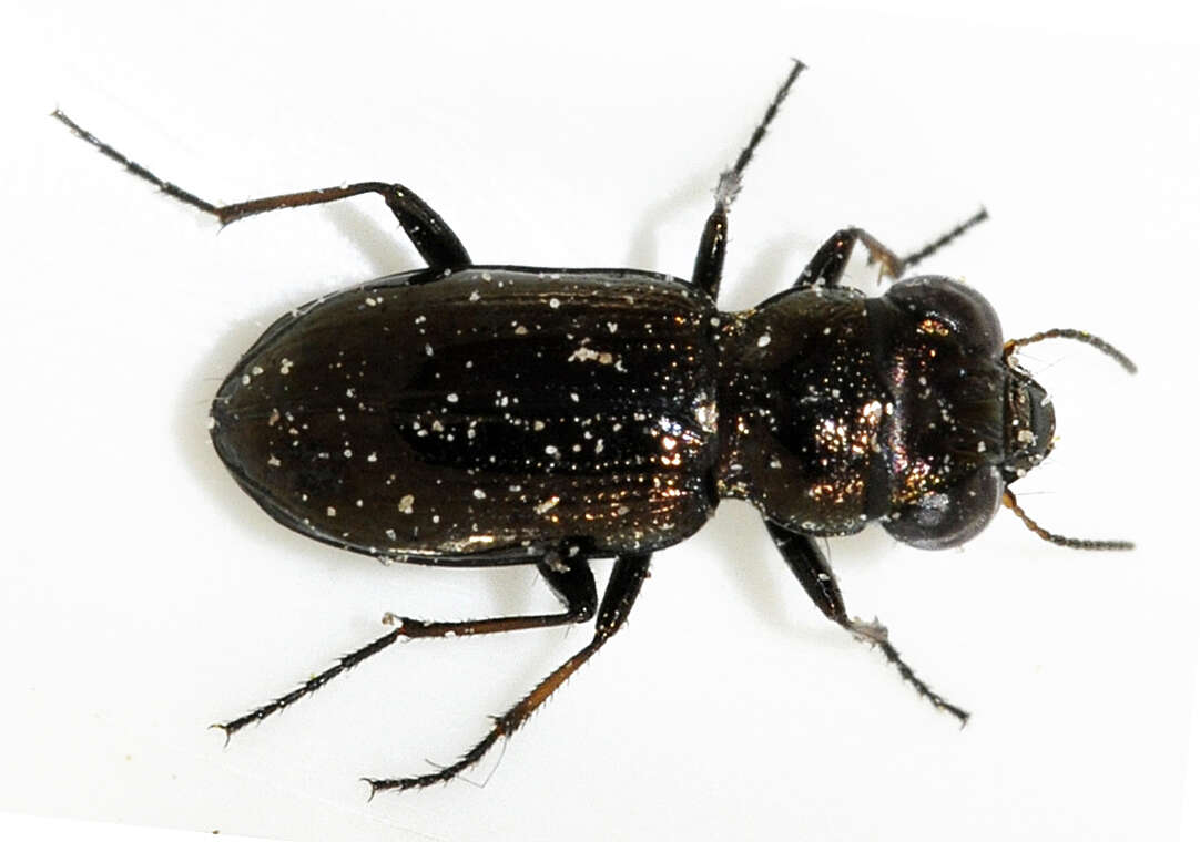 Image of Rough-necked Springtail-stalker