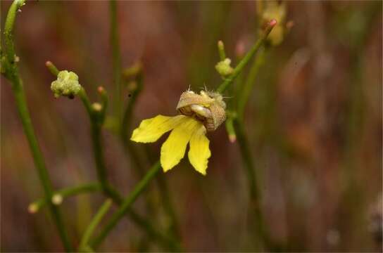 Image of Goodenia armitiana F. Müll.