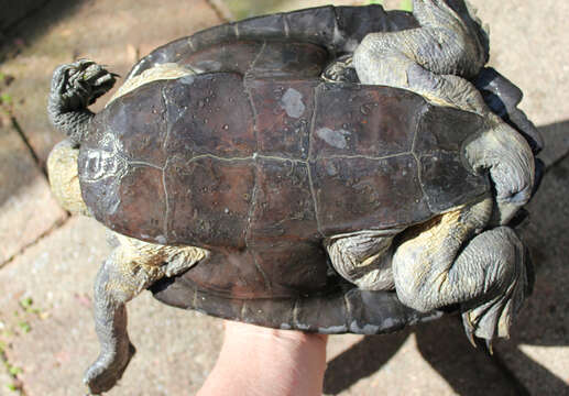 Image of Northern Australian Snapping Turtle